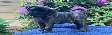 Bandit 