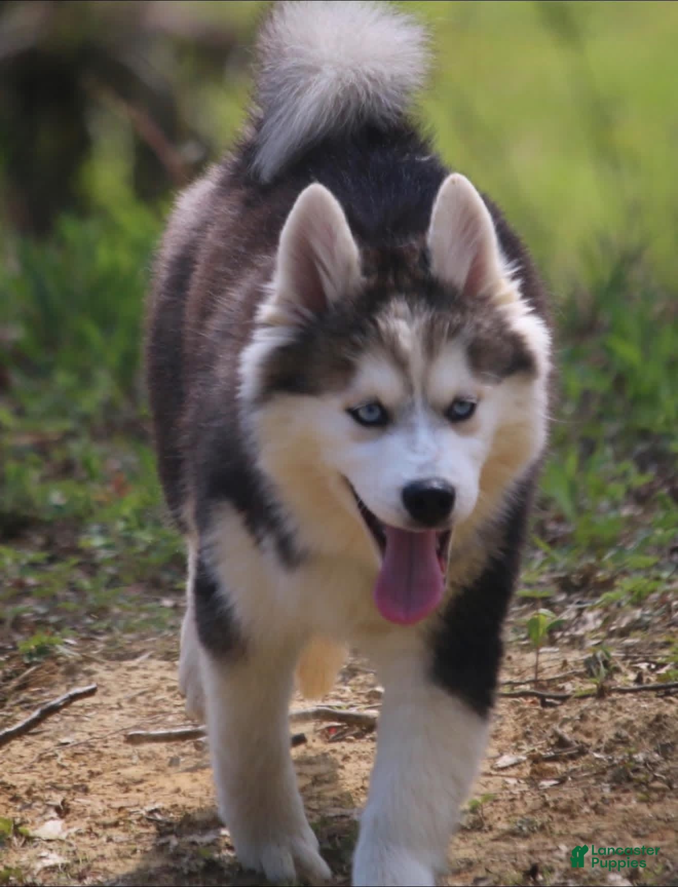 Pomsky dogs Ethan  - Ad 38