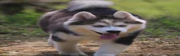 Pomsky dogs for sale: Ethan  - Ad 1