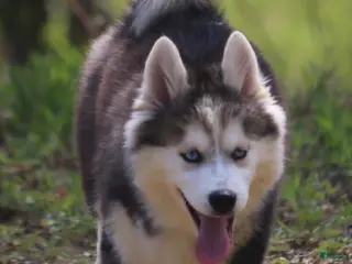 Pomsky dogs Ethan - Ad 38