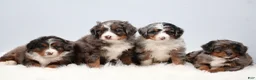 Mini Bernedoodle dogs for sale: Carter  - Ad 17