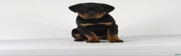 Rottweiler dogs for sale: Rottweiler Puppy 2 - Ad 8
