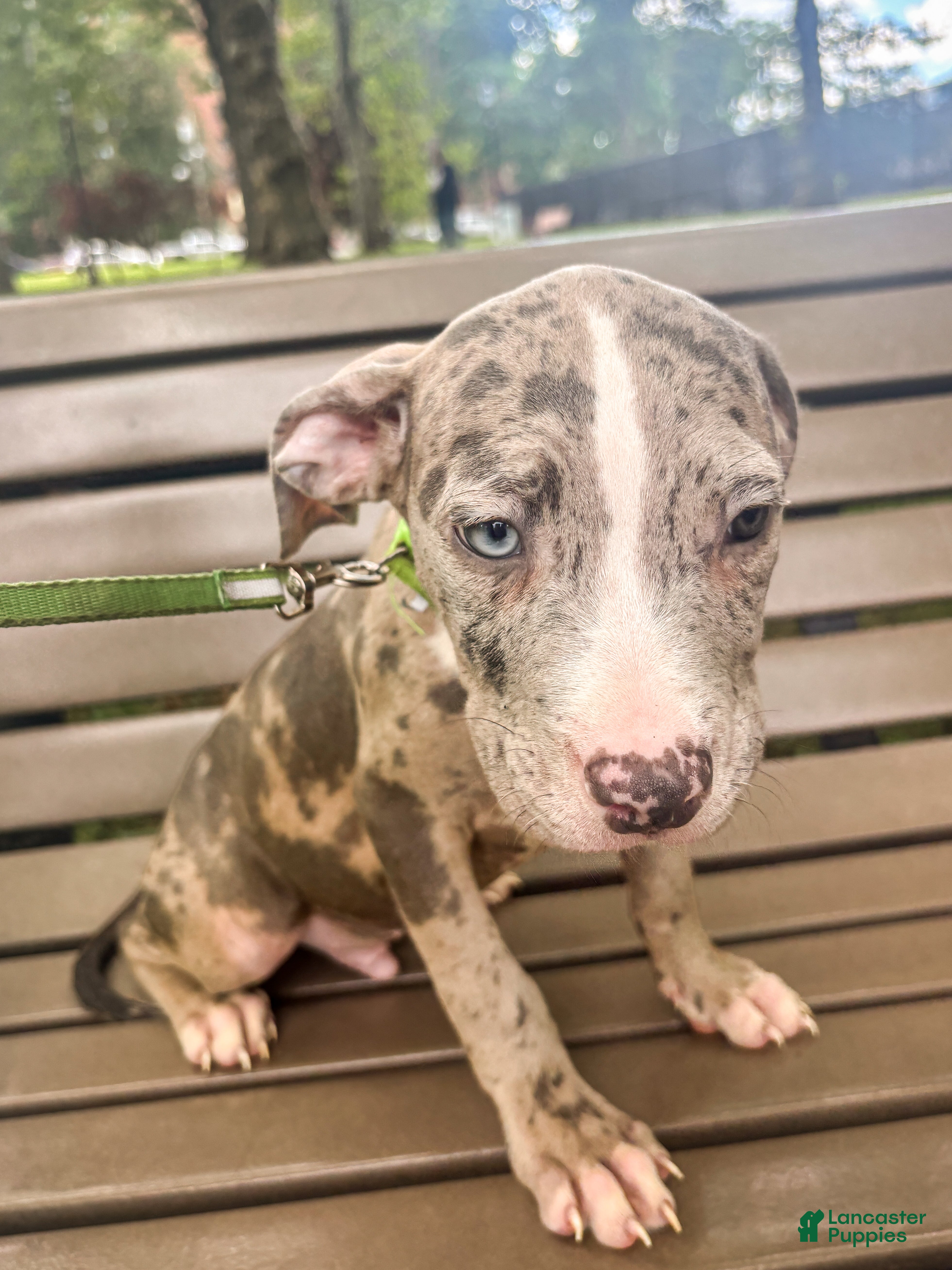 Mixed Breed dogs Mixed Breed 1 - Ad 1