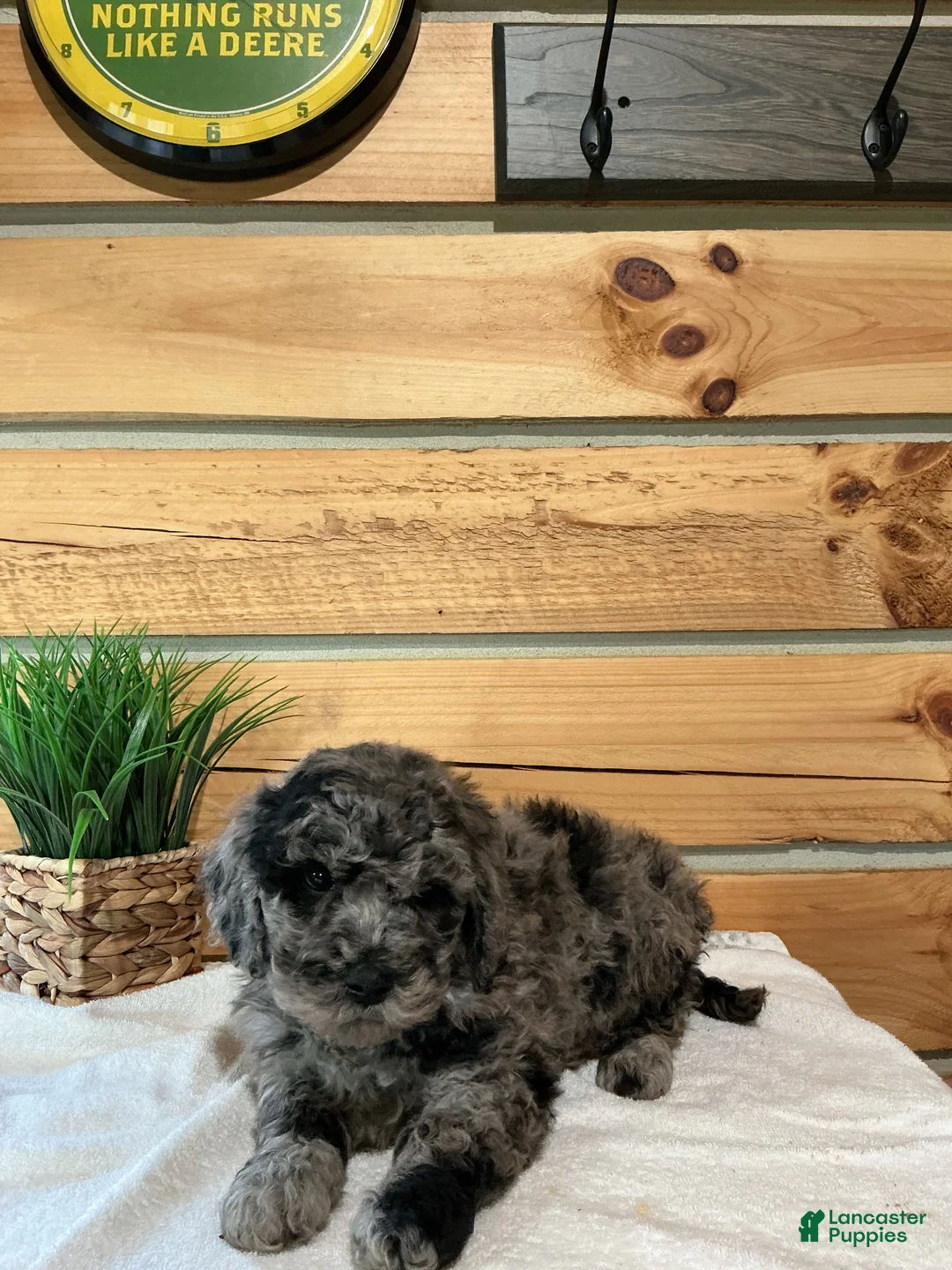 Mini Goldendoodle dogs for sale: Moe  - Ad 1