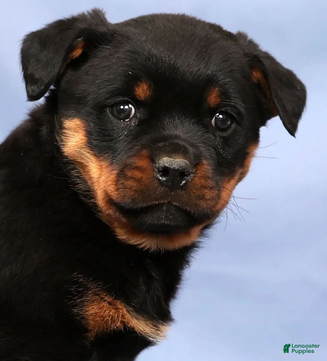 Rottweiler dogs for sale: Lilly - Ad 8