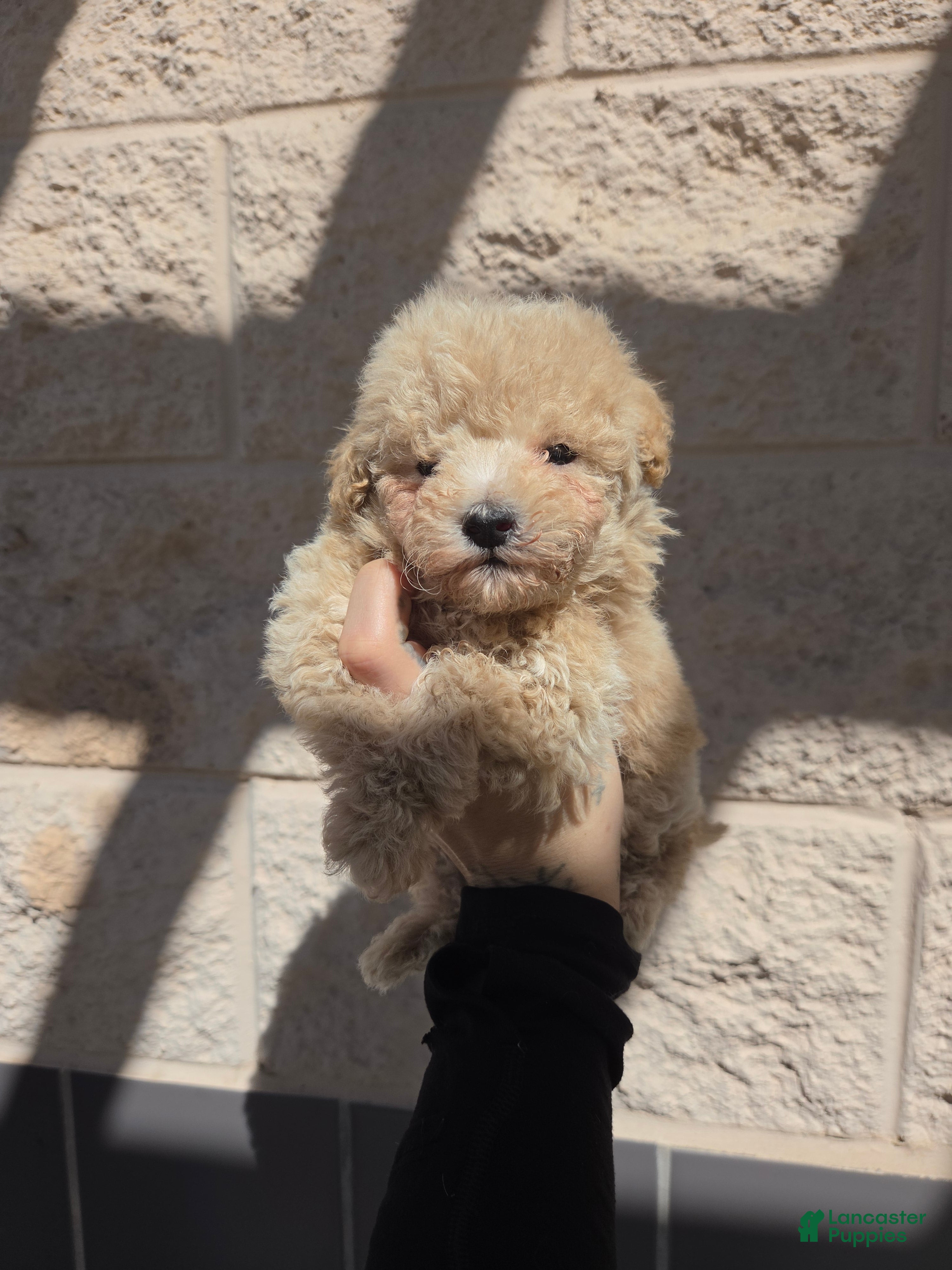Maltipoo dogs Maltipoo - Ad 1