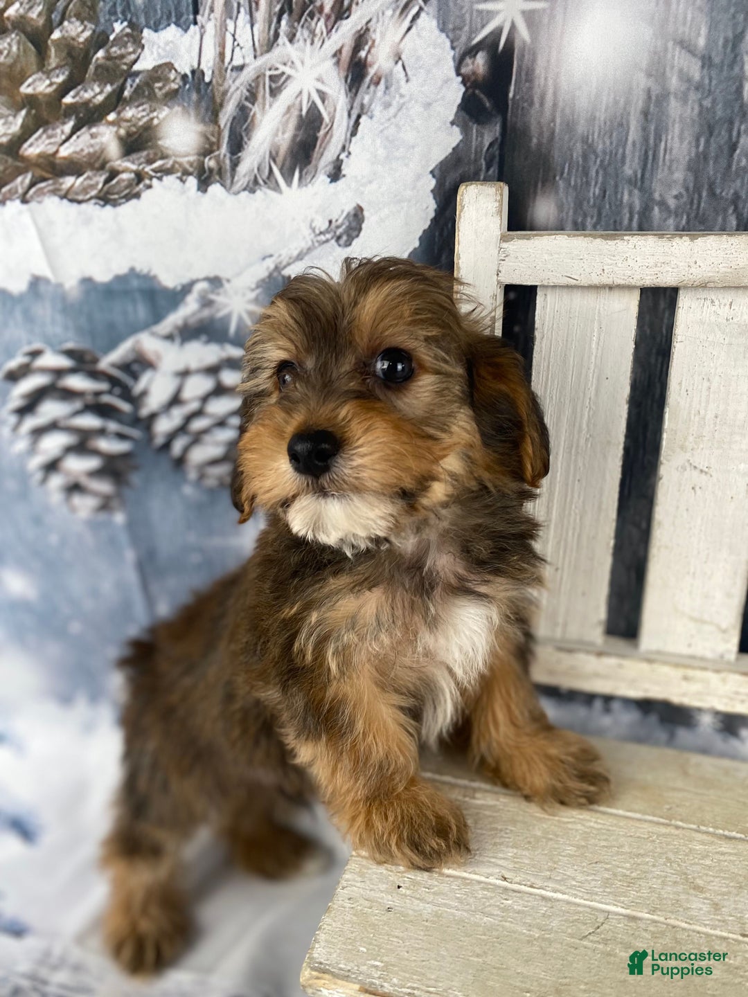 Yorkiepoo dogs for sale: Peanut - Ad 8