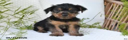 Yorkshire Terrier dogs for sale: Nova - Ad 3