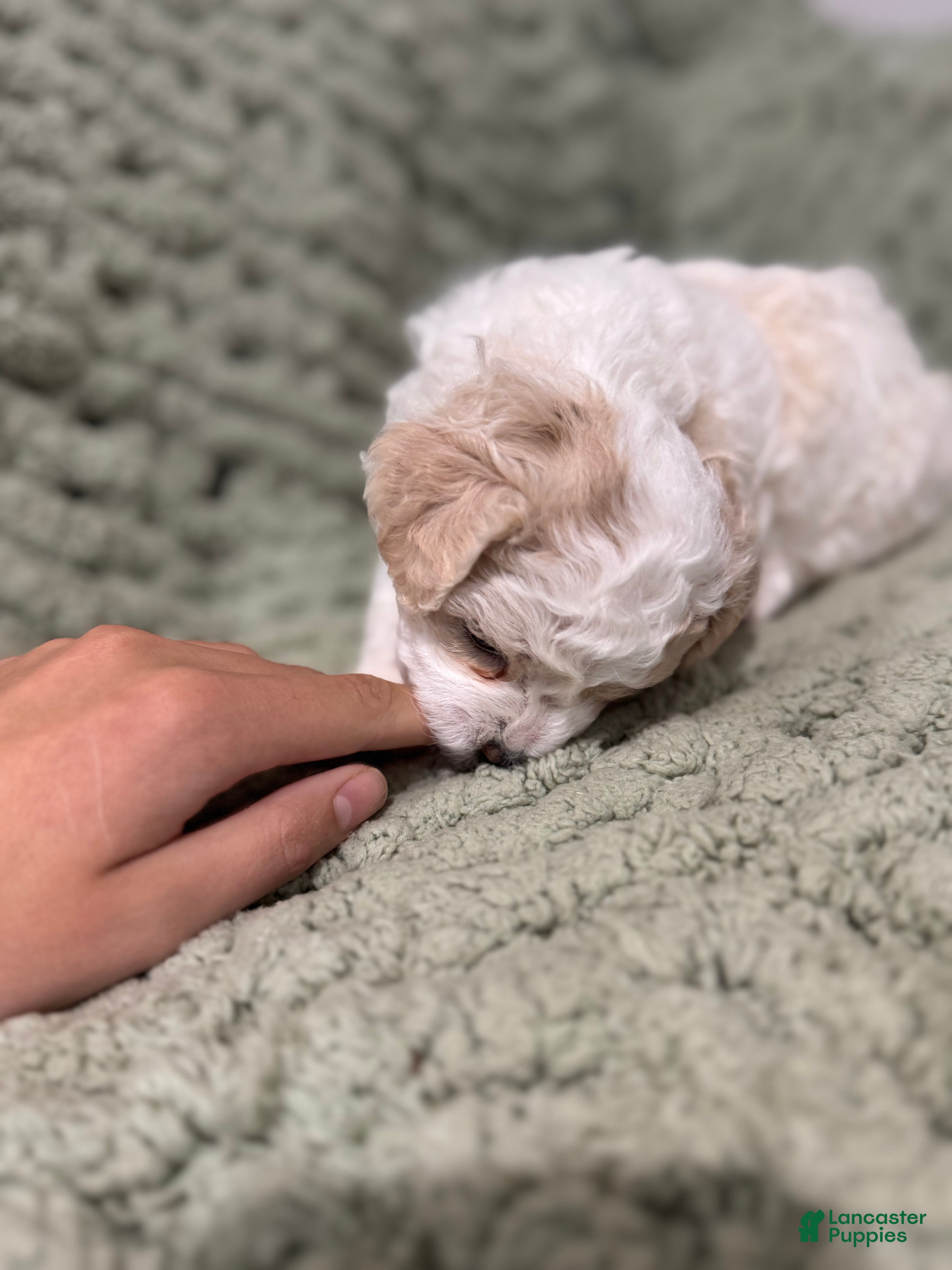 Mixed Breed dogs Amelia (Millie)  - Ad 2