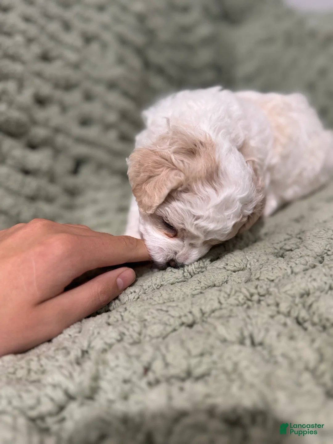 Mixed Breed dogs for sale: Amelia (Millie)  - Ad 2