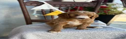 Goldendoodle dogs for sale: Capri - Ad 13