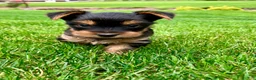 Yorkshire Terrier dogs for sale: Mia - Ad 16