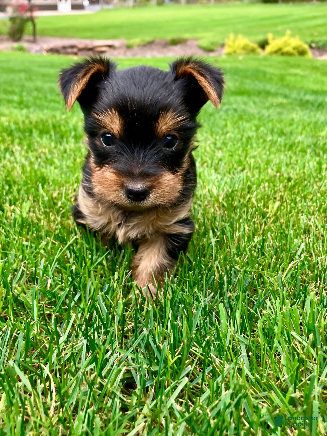 Yorkshire Terrier dogs for sale: Mia - Ad 16