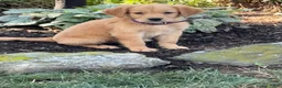Golden Retriever dogs for sale: Kim - Ad 3