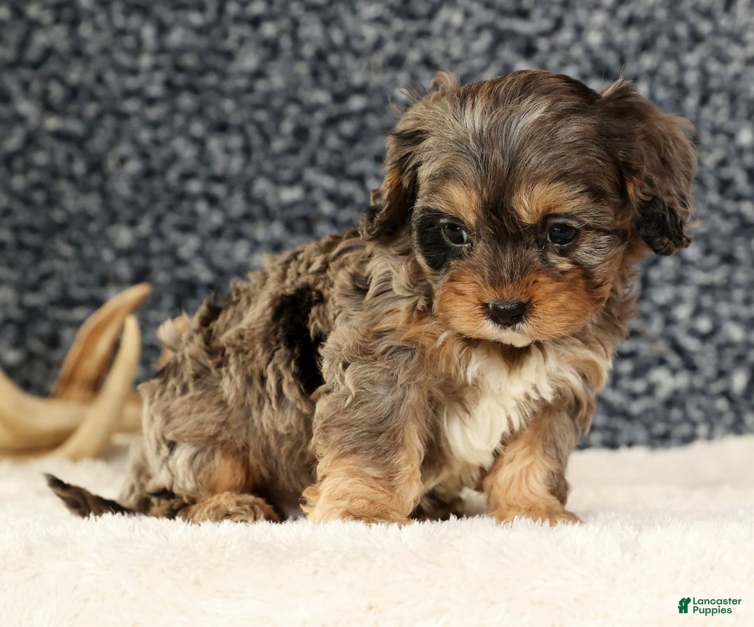 Cavapoo dogs for sale: Bingo - Ad 6