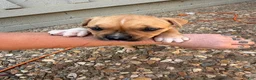 American Bully dogs for sale: CoCo - Ad 16