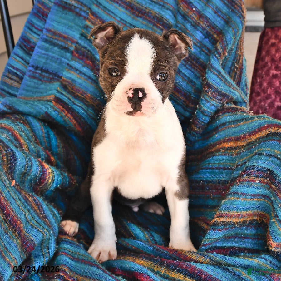 Boston Terrier dogs Jack  - Ad 1