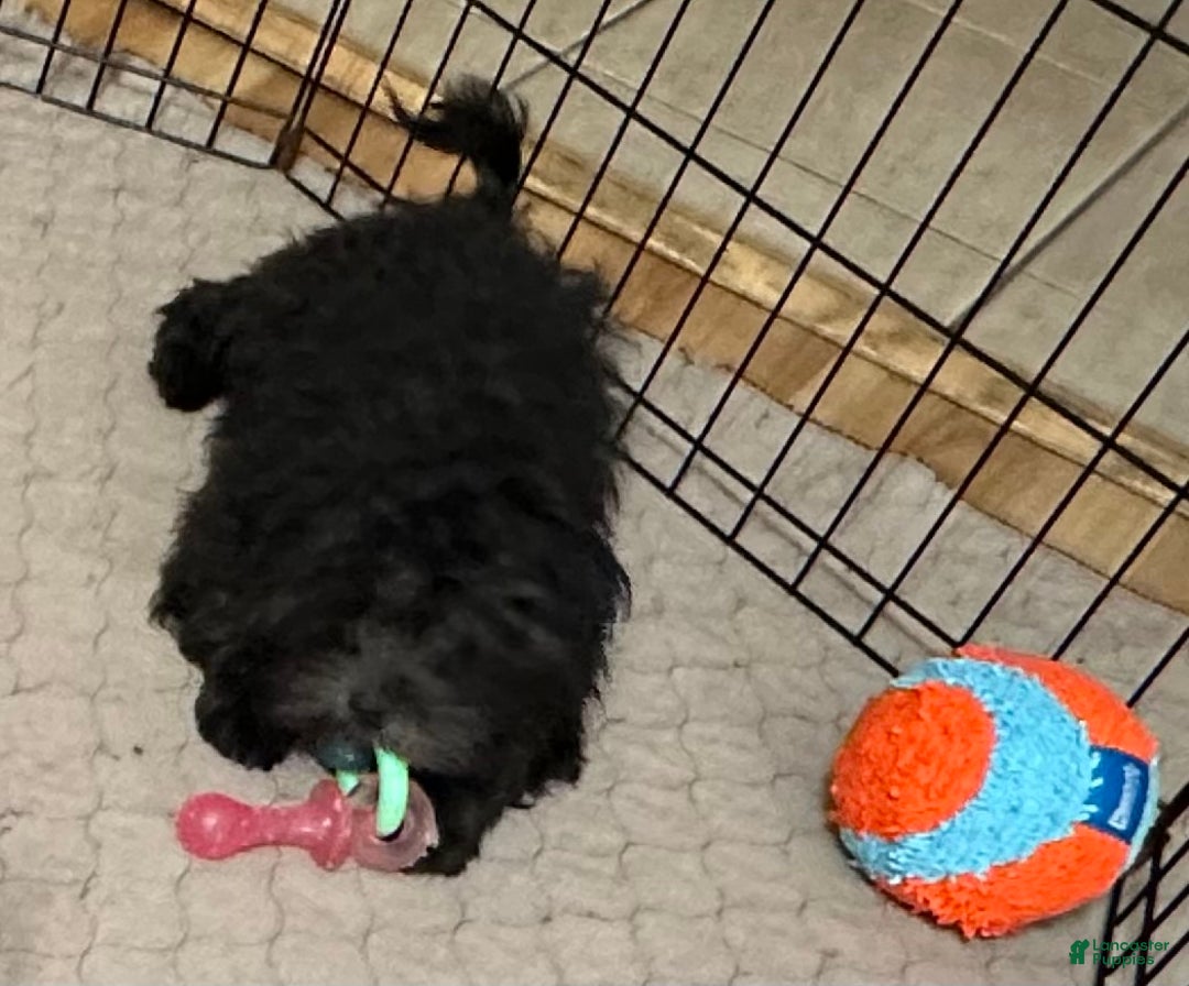 Shihpoo dogs for sale: Shihpoo Puppy 2 - Ad 6