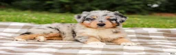 Aussiedoodle dogs for sale: Addie Standard Sized - Ad 2