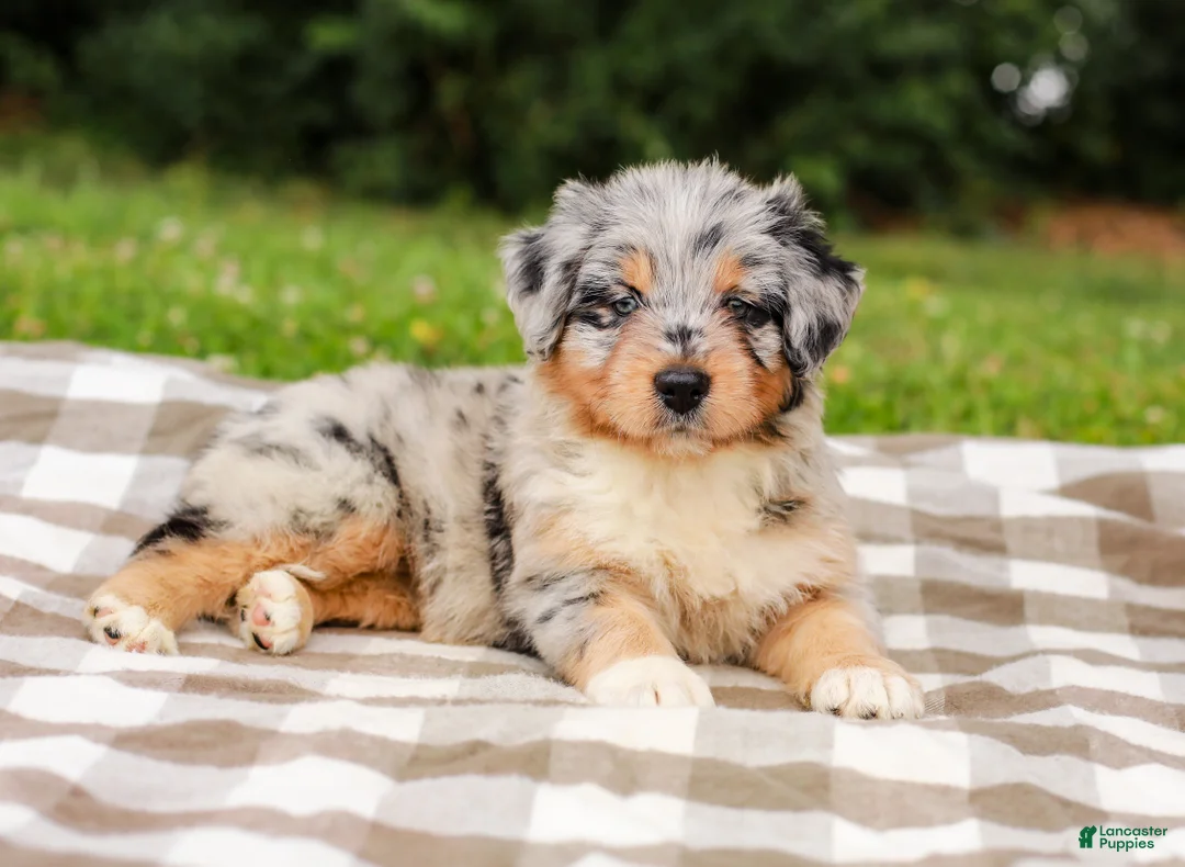 Aussiedoodle dogs for sale: Addie Standard Sized - Ad 2