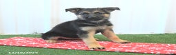 German Shepherd dogs for sale: Hope - Ad 3