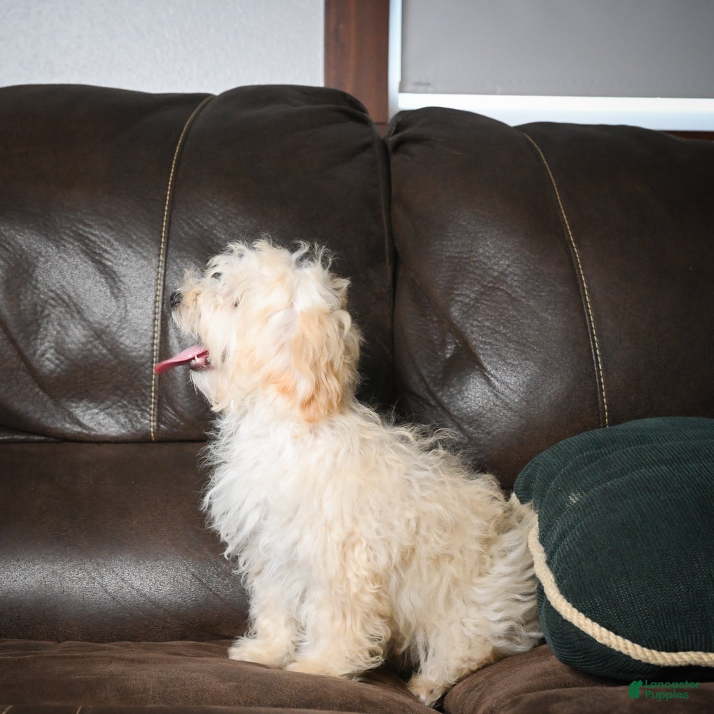 Maltipoo dogs Theodore - Ad 2