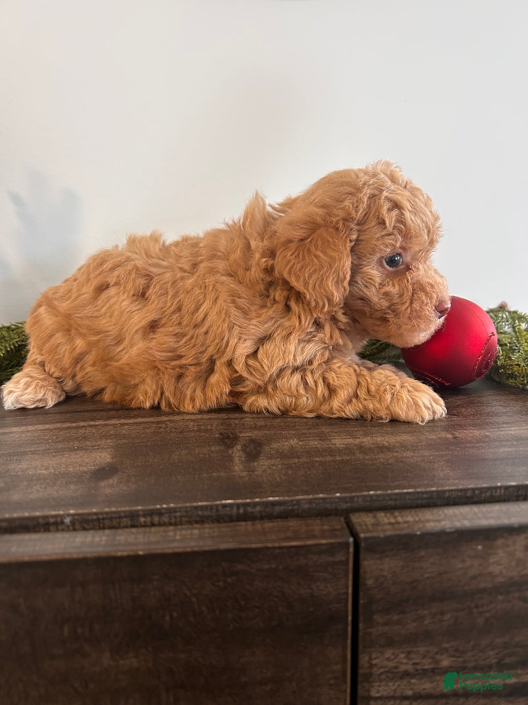 Toy Poodle dogs for sale: Angel - Ad 2