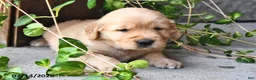 Golden Retriever dogs for sale: Zobo - Ad 1