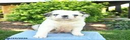 Pug dogs for sale: Shadow  - Ad 5
