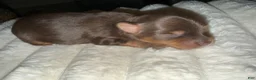 Yorkshire Terrier dogs for sale: Cookies and Cream - Ad 38