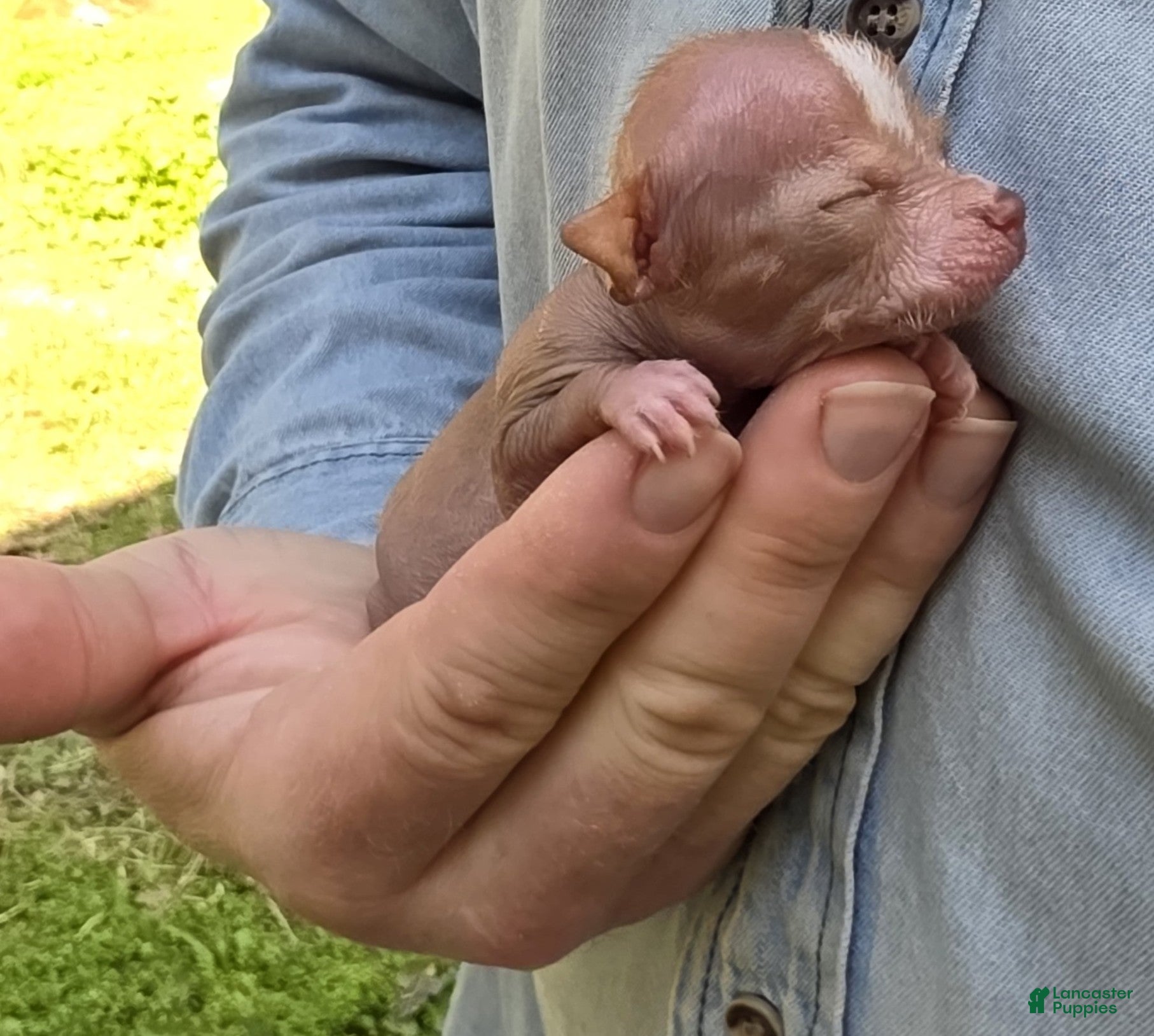 Mixed Breed dogs Lily of the Valley - Ad 2