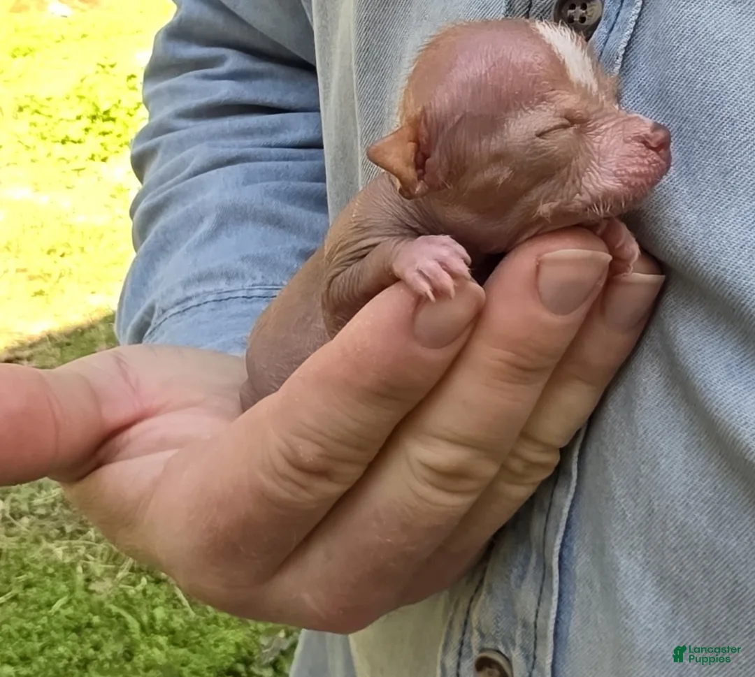 Mixed Breed dogs for sale: Lily of the Valley - Ad 2