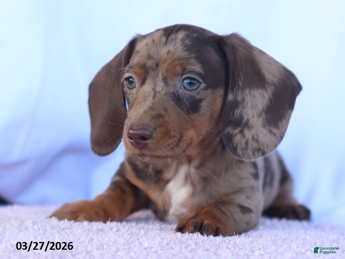 Miniature Dachshund dogs Sawyer - Ad 2