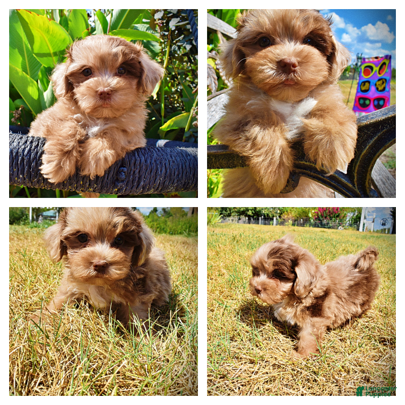 Havapoo dogs Kiwi - Ad 1