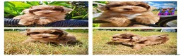 Havapoo dogs for sale: Kiwi - Ad 1
