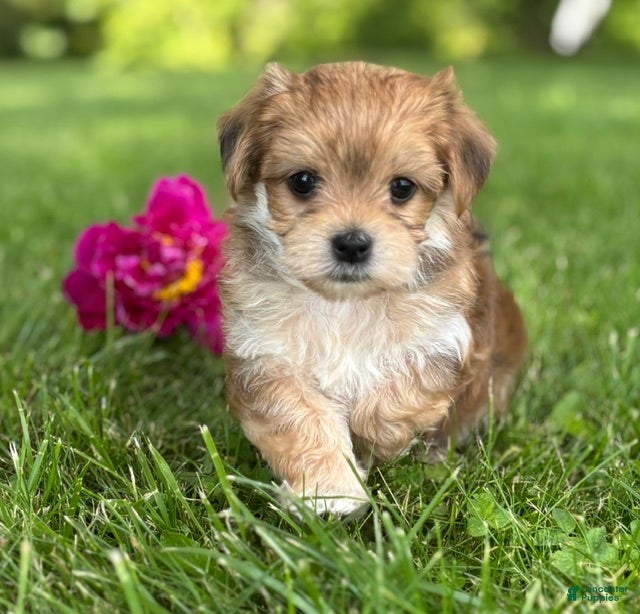 Morkie dogs Bryce - Ad 2