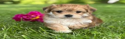 Morkie dogs for sale: Bryce - Ad 2