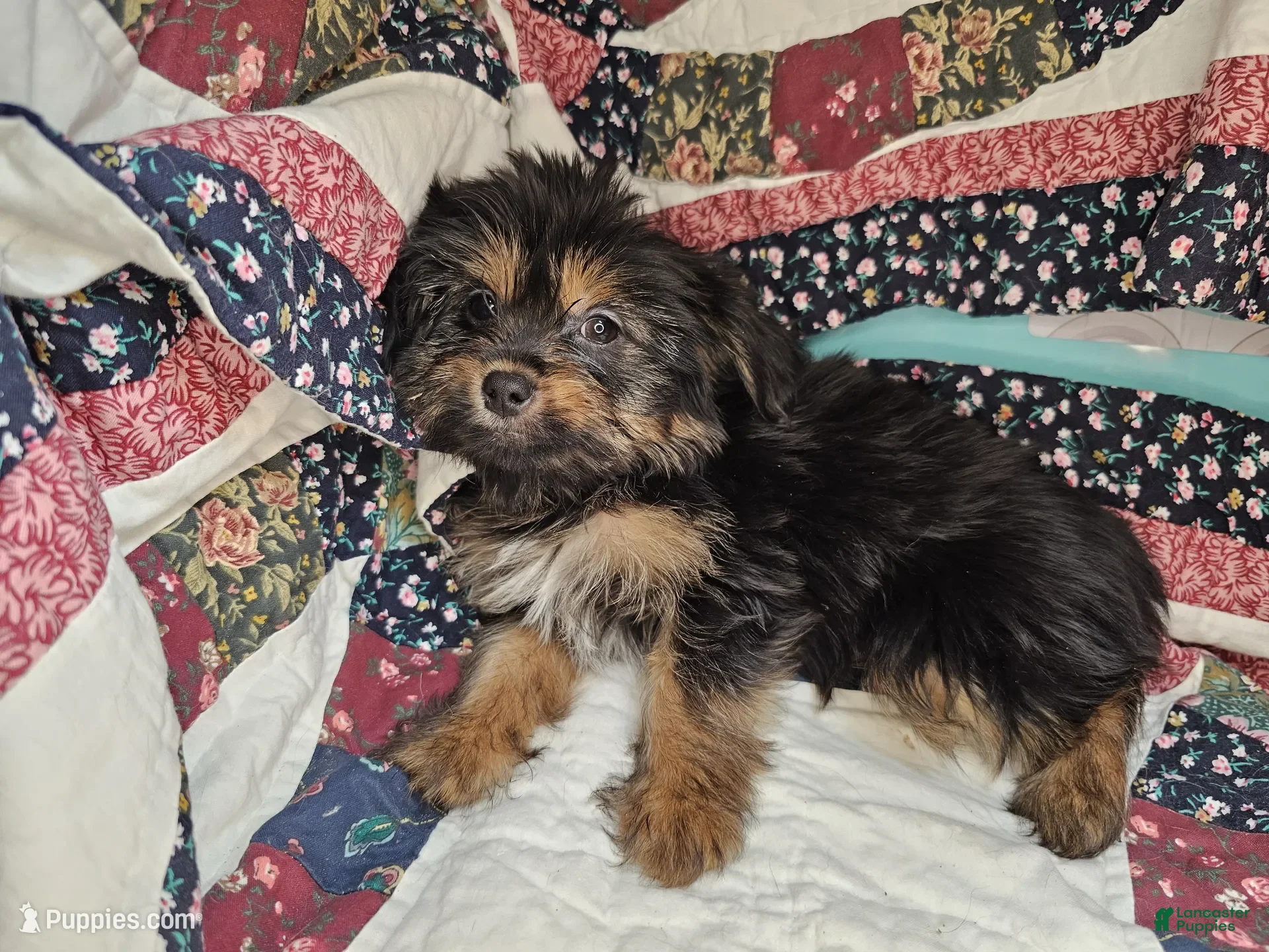 Mixed Breed dogs G. Buster [Yorkinese] - Ad 9