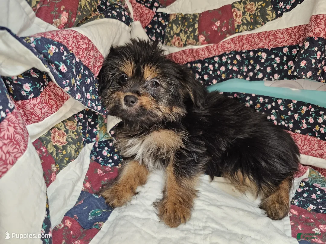 Mixed Breed dogs for sale: G. Buster [Yorkinese] - Ad 1