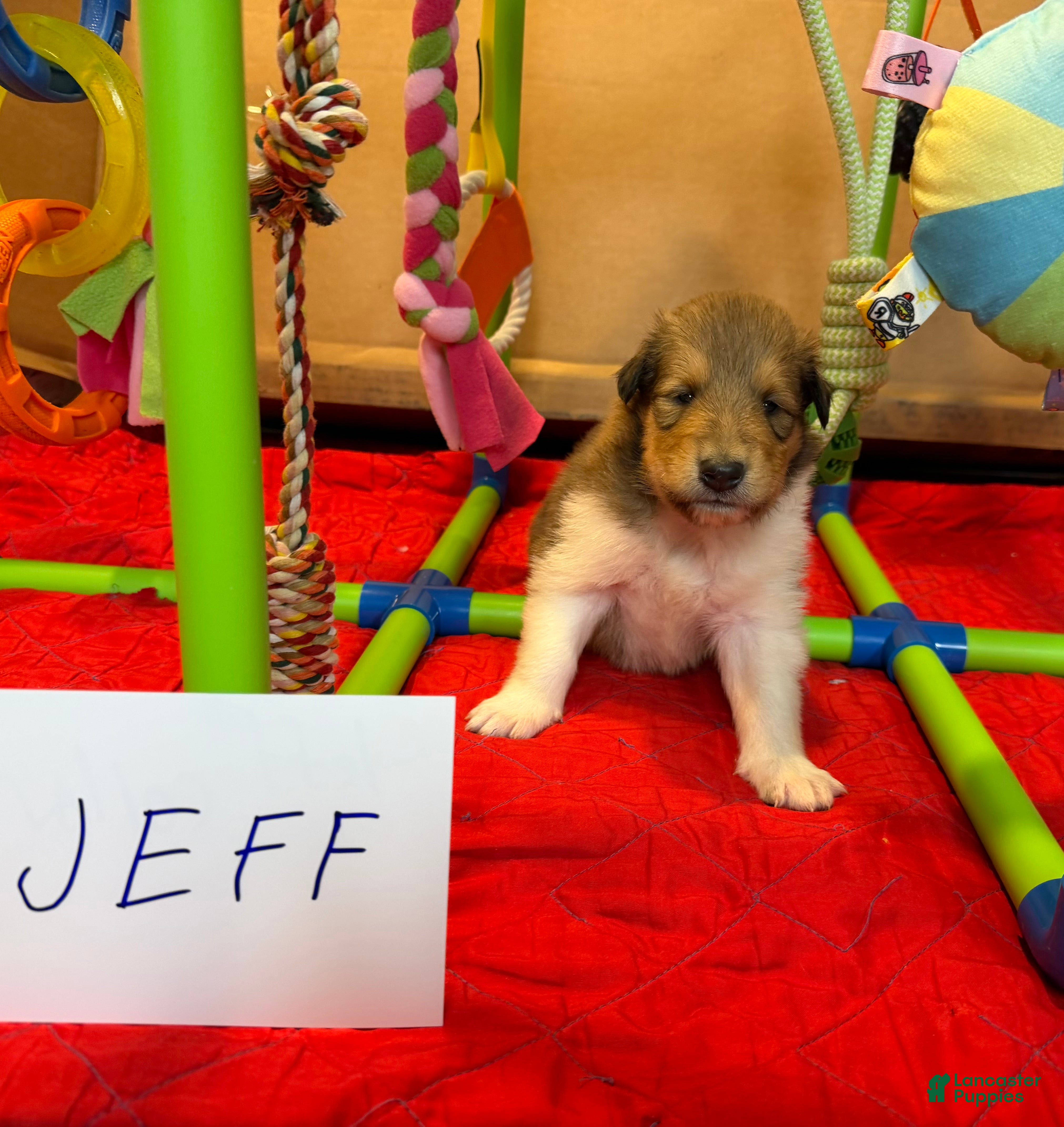 Collie dogs Jeff - Ad 3
