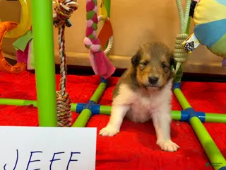 Collie dogs Jeff - Ad 3