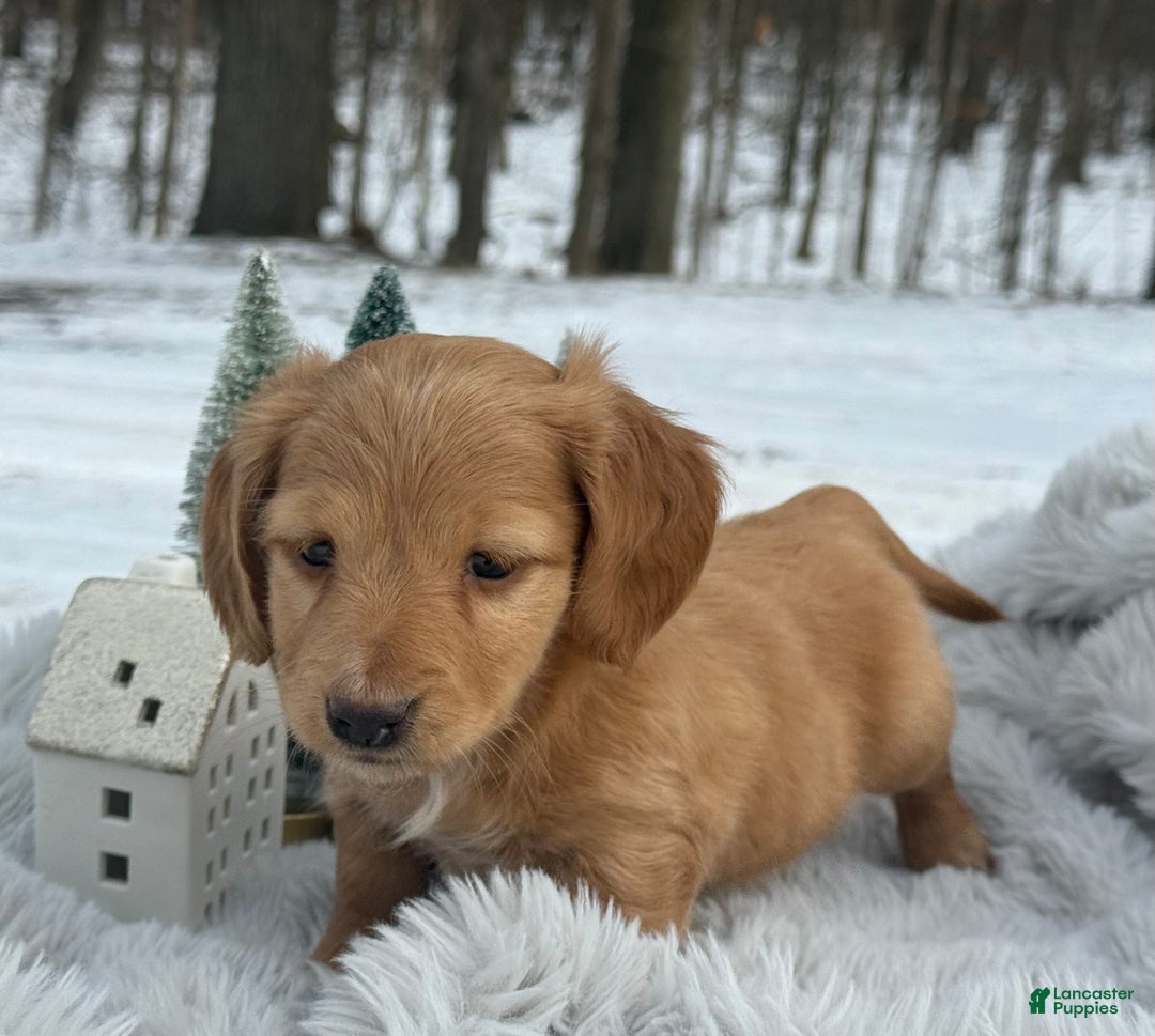 Miniature Dachshund dogs for sale: Holly - Ad 7