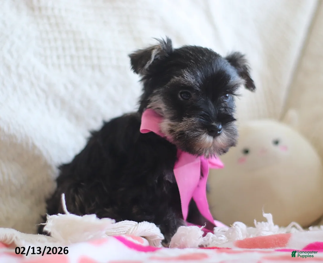 Miniature Schnauzer dogs for sale: Susie - Ad 4