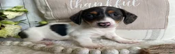 Miniature Dachshund dogs for sale: Layne - Ad 10