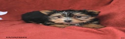 Morkie dogs for sale: Cocoa - Ad 3