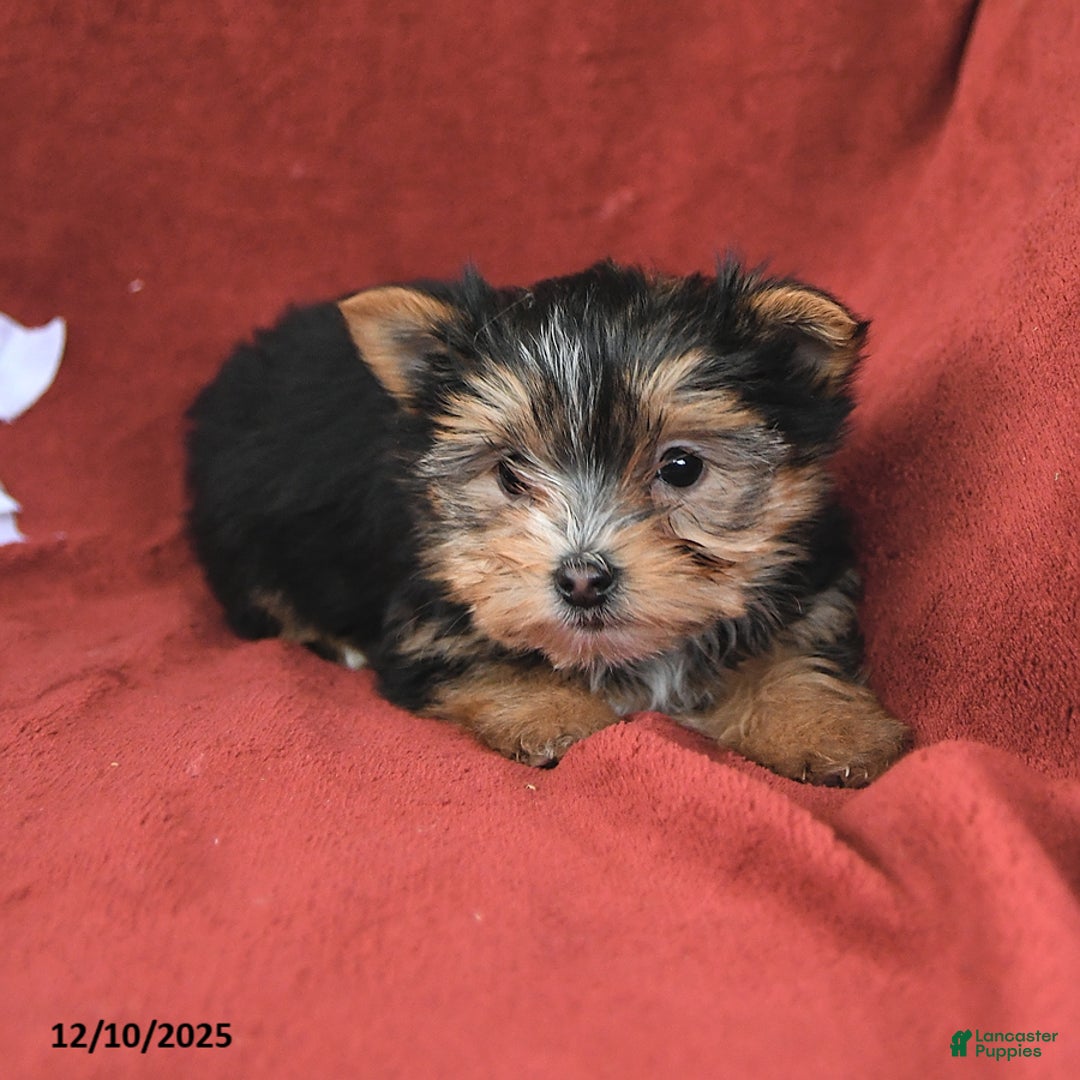 Morkie dogs for sale: Cocoa - Ad 3