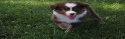 Australian Shepherd dogs for sale: Shelby - Ad 6