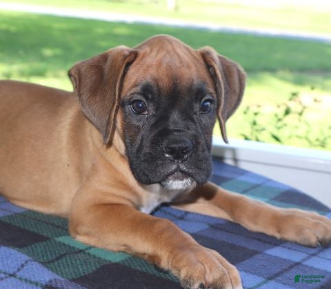 Boxer dogs Hunter - Champ lines - Ad 2