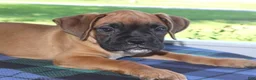 Boxer dogs for sale: Hunter - Champ lines - Ad 2