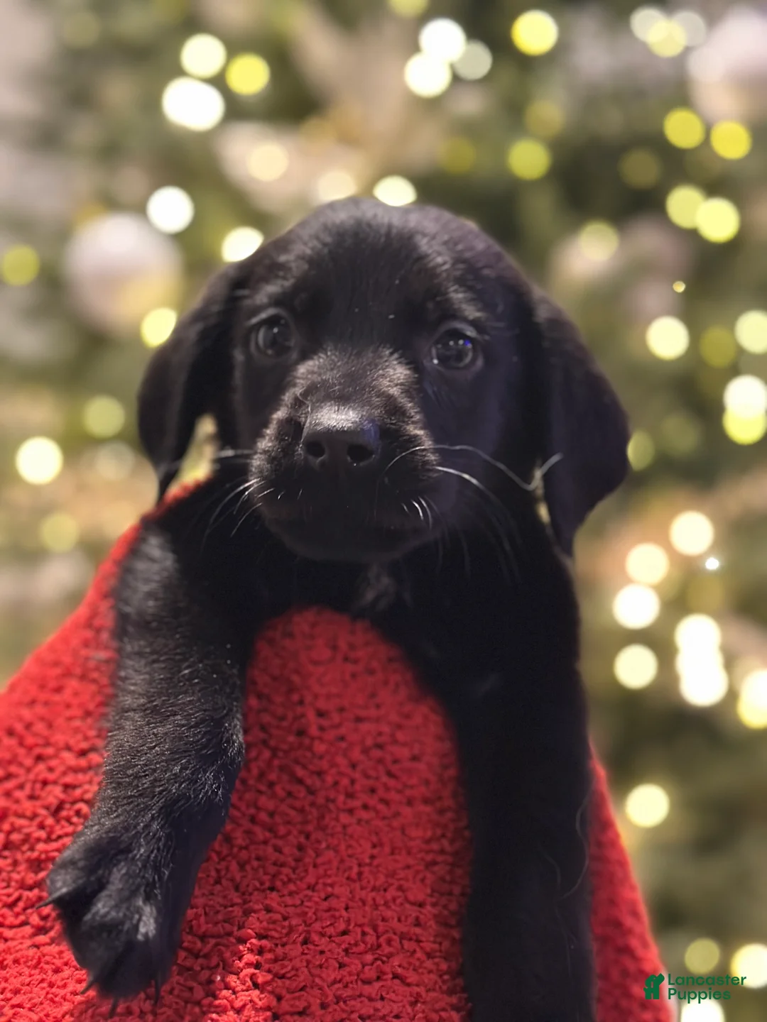 Mixed Breed dogs for sale: Mixed Breed Puppy 1 - Ad 2